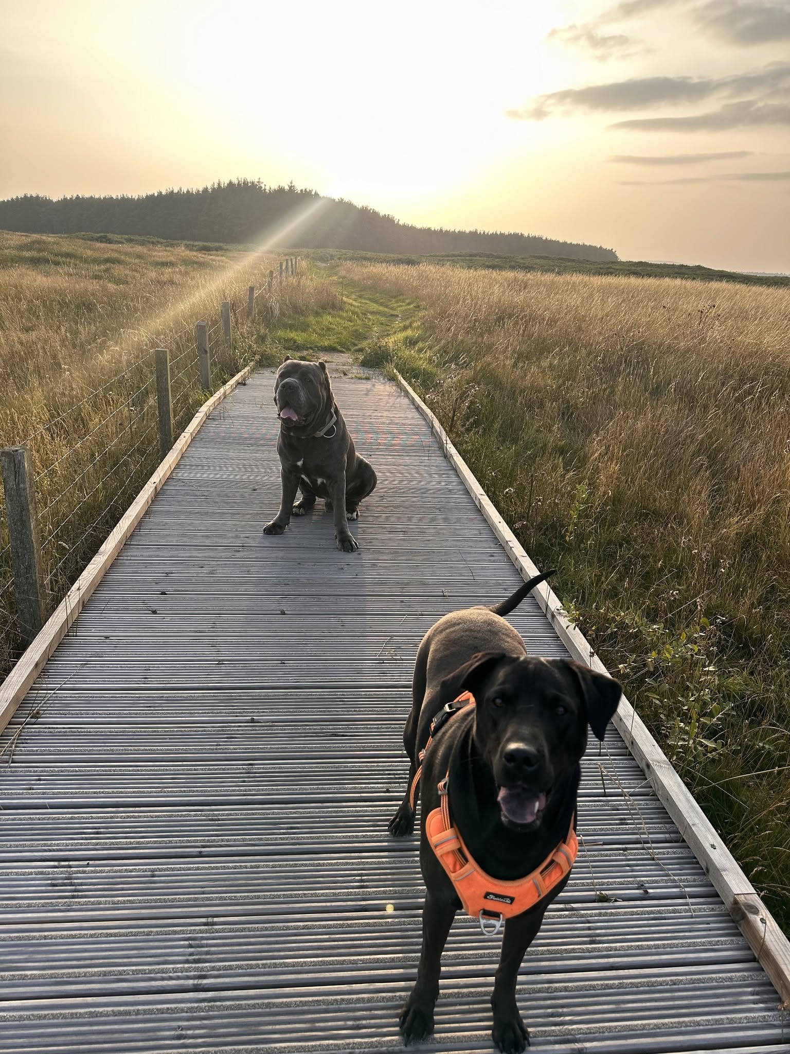 Two dogs enjoying a boardwalk walk through golden grass in the evening sunshine
